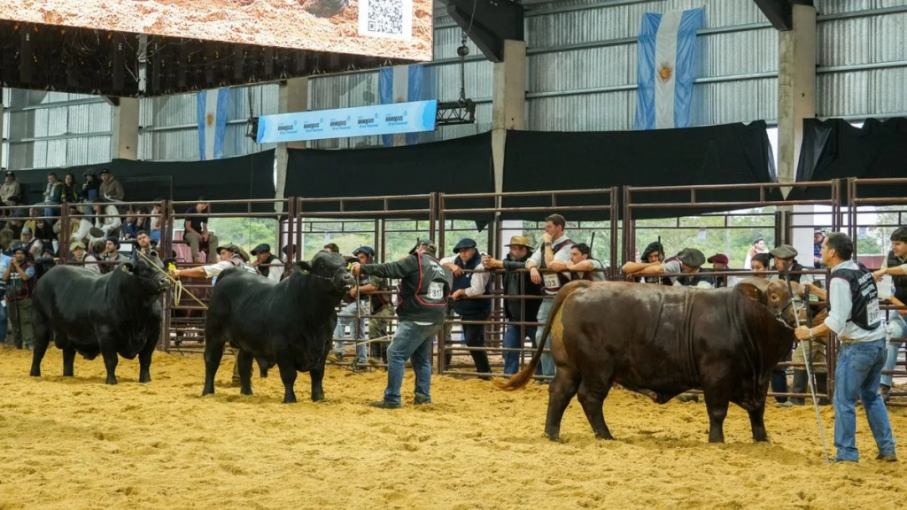 Los Guasunchos subi&oacute; al podio Brangus, consolidando al noroeste santafesino como polo gen&eacute;tico de excelencia