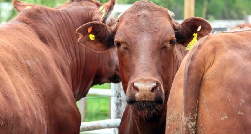 Productores ganaderos tienen tiempo hasta junio para registrarse en VISEC CARNE