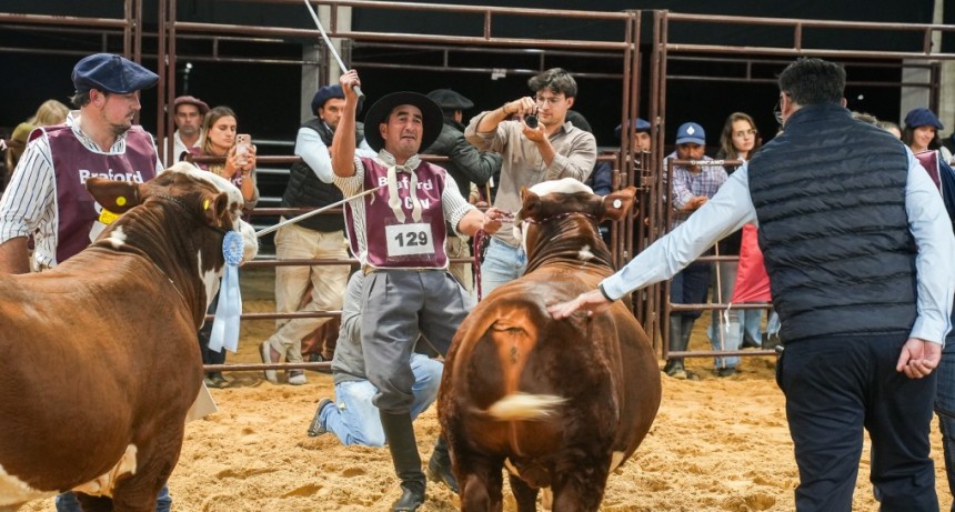Los terneros Braford mostraron el gran presente de la raza