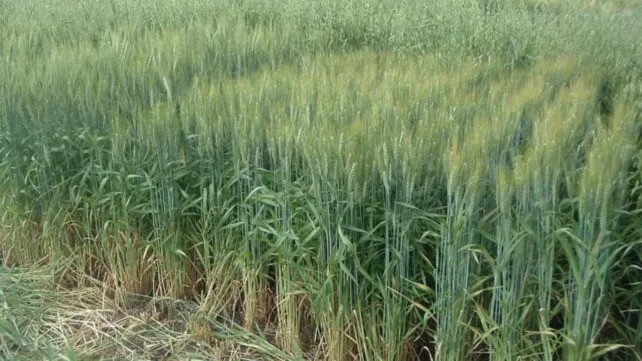 La siembra de trigo está estancada por la falta de agua