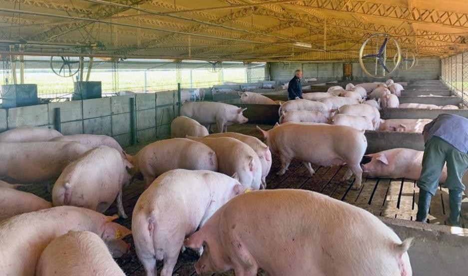 Preocupa a productores de cerdo la creciente importación de carne