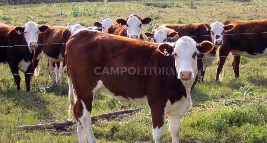 Más terneros:  cómo aumentar el porcentaje de preñez en los rodeos