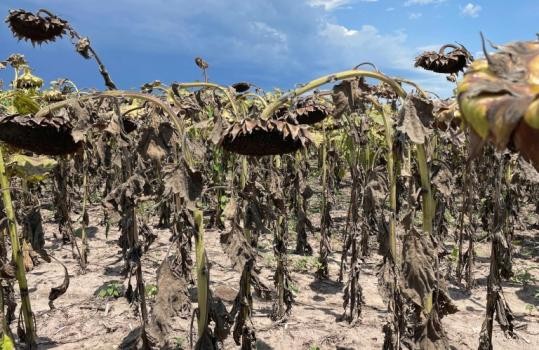 Por la sequía, Economía prorrogó la emergencia agropecuaria en Santa Fe