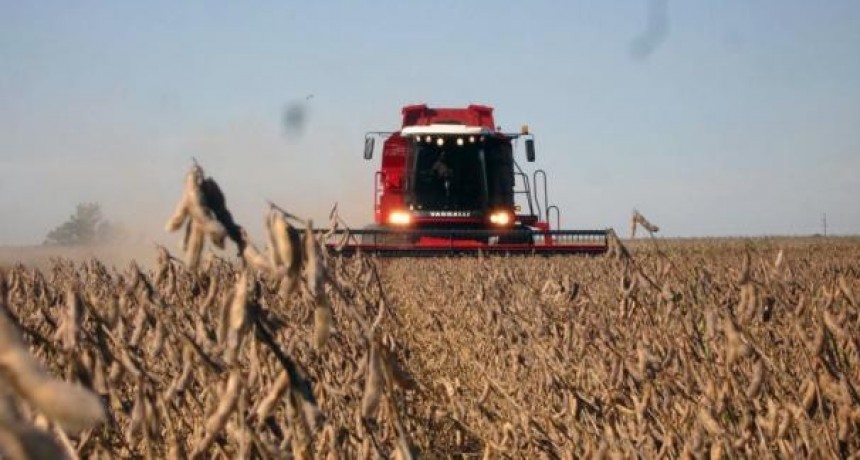 Por magros rendimientos de la soja tardía muchos productores santafesino optan por no cosechar