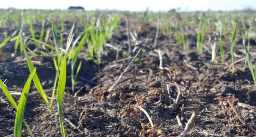 LA SIEMBRA DEL TRIGO CONTINUÓ SIN PAUSA EN EL CENTRO NORTE