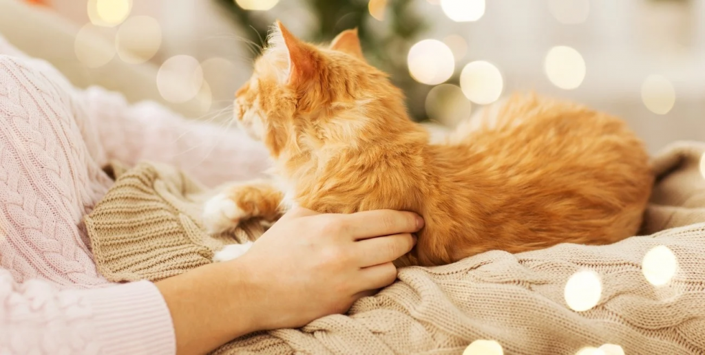 Por qué tu gato elige los pies de la cama para dormir