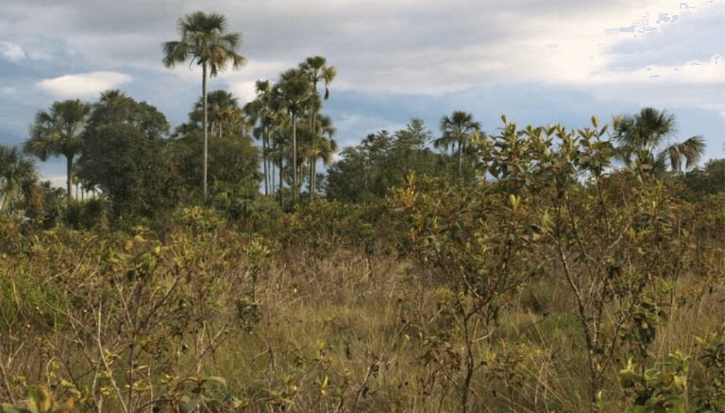Estudio científico en Brasil: ¿puede la agricultura capturar más carbono que un bosque nativo?