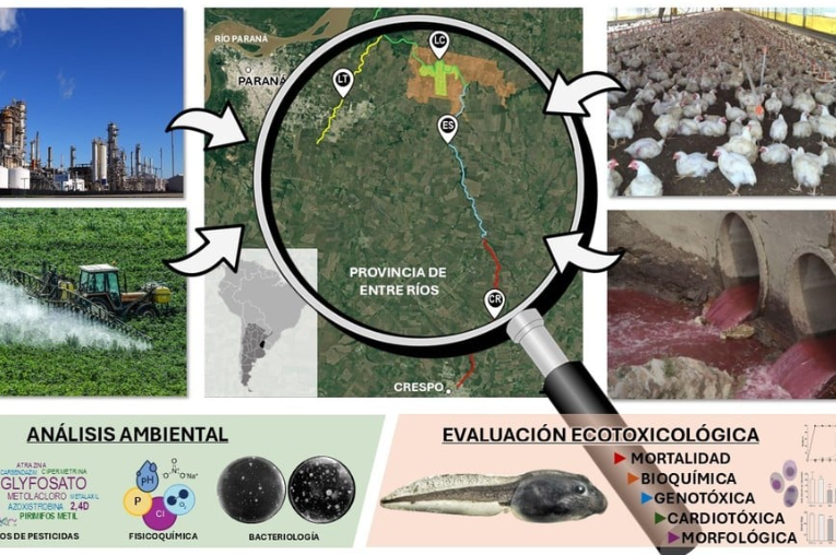 En arroyos de Santa Fe y Entre Ríos: detectan niveles récord de glifosato y toxicidad letal
