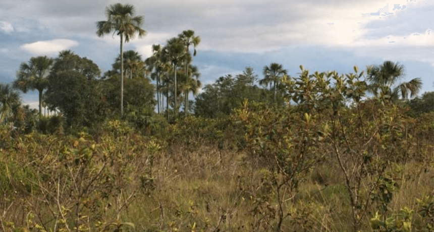 Estudio científico en Brasil: ¿puede la agricultura capturar más carbono que un bosque nativo?