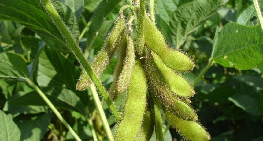 Soja y maíz en Santa Fe, Buenos Aires y Córdoba: cómo los productores lograron rindes destacados