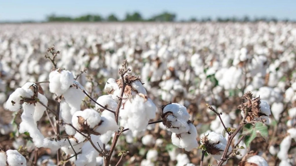 Innovaci&oacute;n mundial en algod&oacute;n: lanzan desde Chaco la primera variedad resistente a imidazolinonas