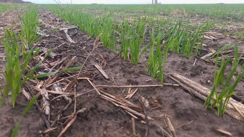 Trigo en el centro norte de Santa Fe: la siembra se fren&oacute; por las lluvias, pero mantiene un avance sostenido
