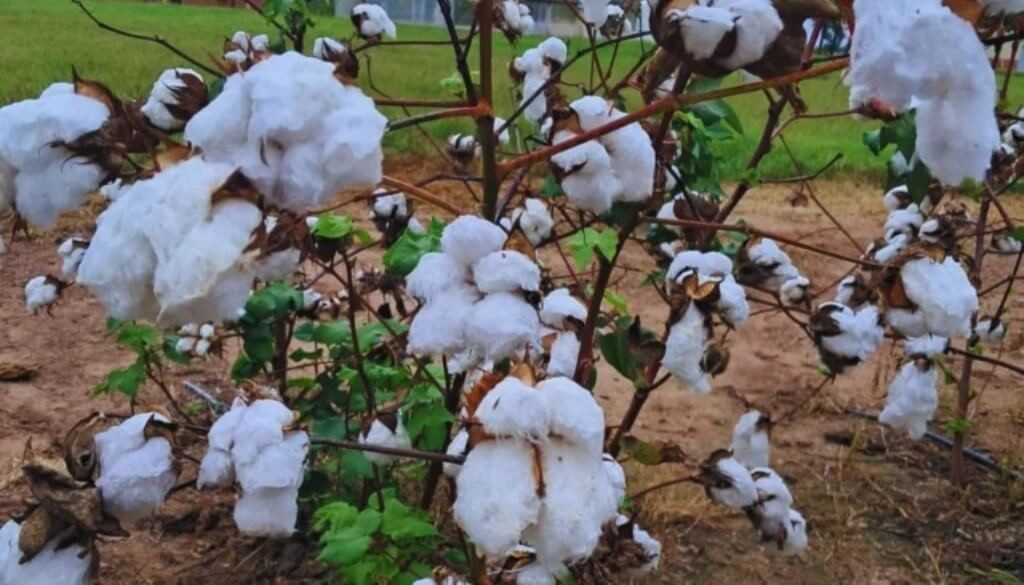 Una variedad &uacute;nica &ldquo;made in&rdquo; Argentina: el nuevo camino gen&eacute;tico del algod&oacute;n ya alcanz&oacute; su primer logro