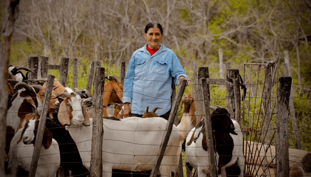 Hito exportador en Chaco: la carne de chivos y cabras de El Impenetrable comienza a viajar al exterior