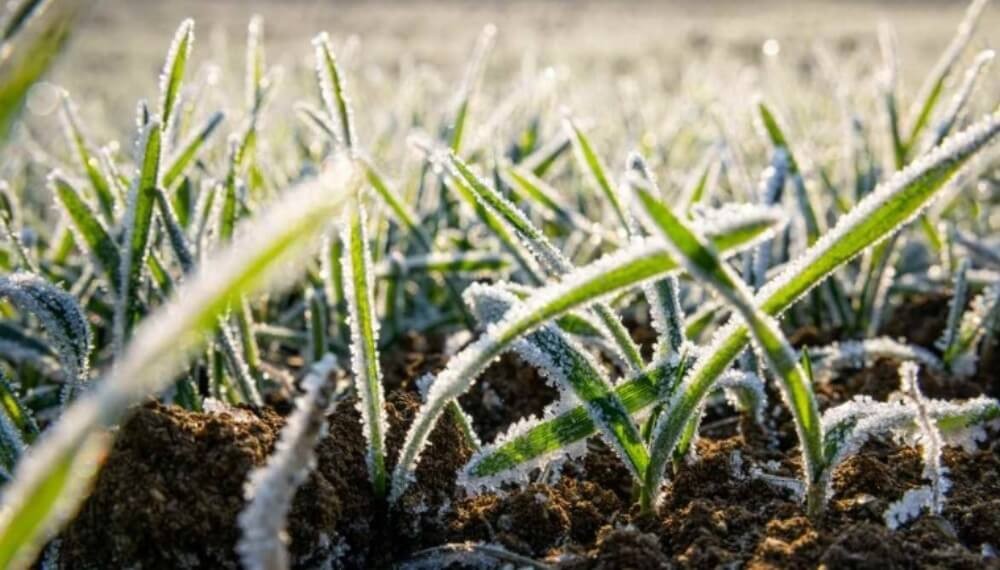 Pron&oacute;stico de heladas generalizadas: el invierno llega con vientos polares de &ldquo;gran vigor&rdquo;