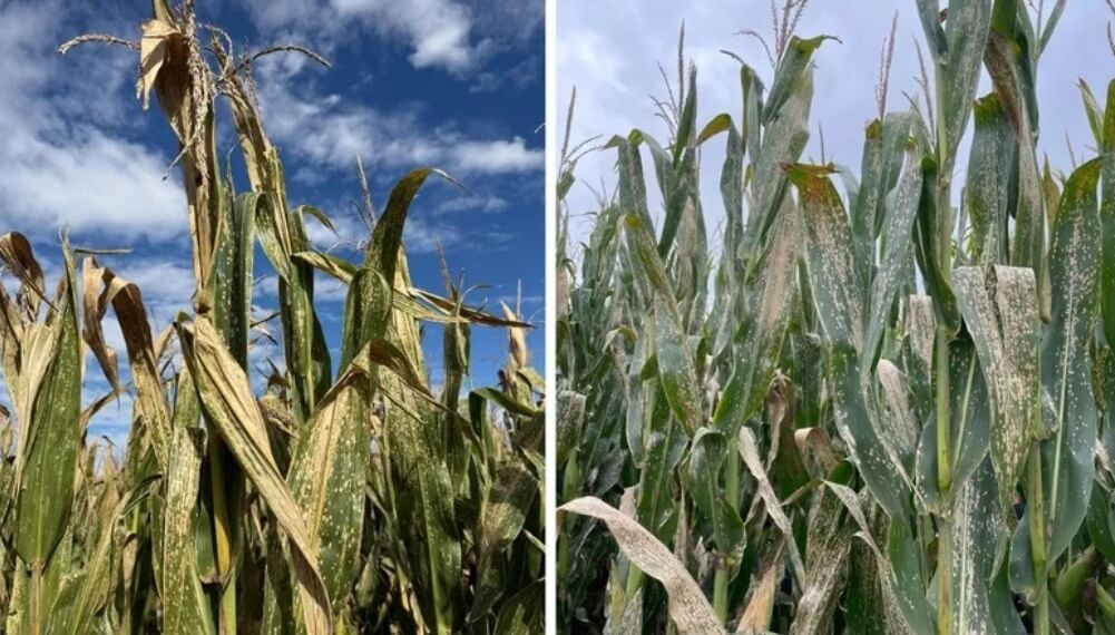Una alerta sanitaria en el ma&iacute;z: la mancha blanca gana terreno y obliga a estar atentos