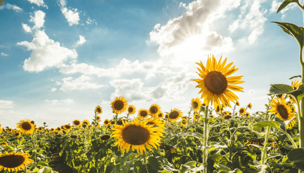 Con el girasol como punta de lanza, las exportaciones agroindustriales contin&uacute;an acelerando