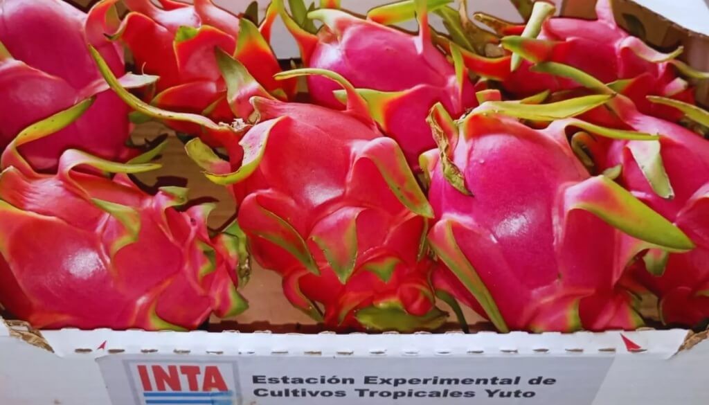 Qu&eacute; es la pitahaya: la &ldquo;fruta del drag&oacute;n&rdquo; que gana terreno y es una oportunidad para el norte argentino