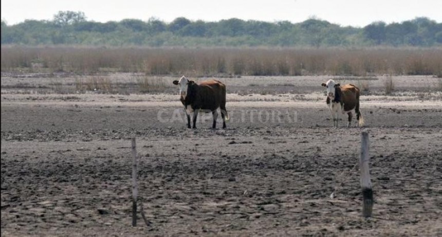 Ganaderos santafesinos sin pasto, complicados también por Senasa