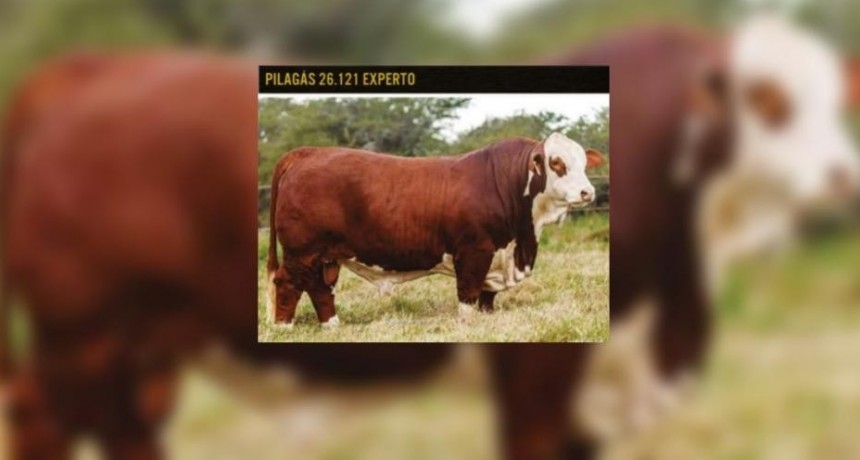 Iniciaron las pre ofertas para el remate anual de reproductores Braford de elite