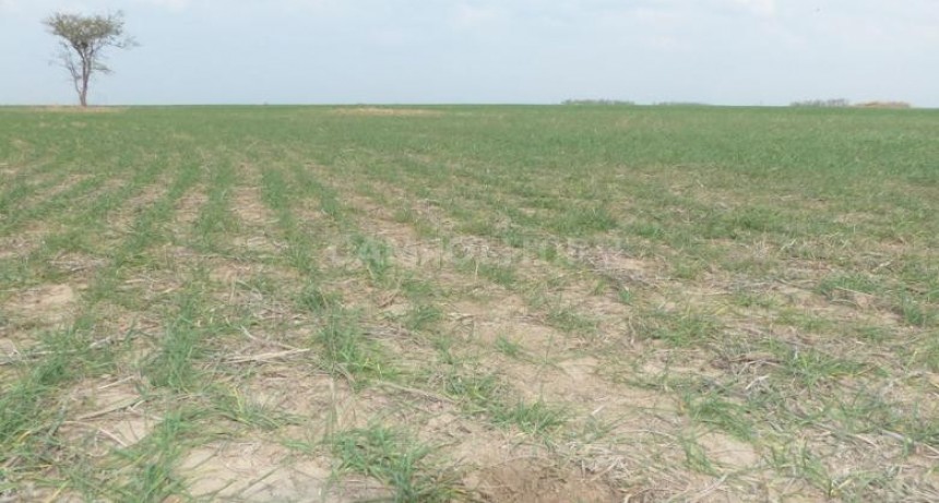 El trigo, golpeado por la sequía y el frío 