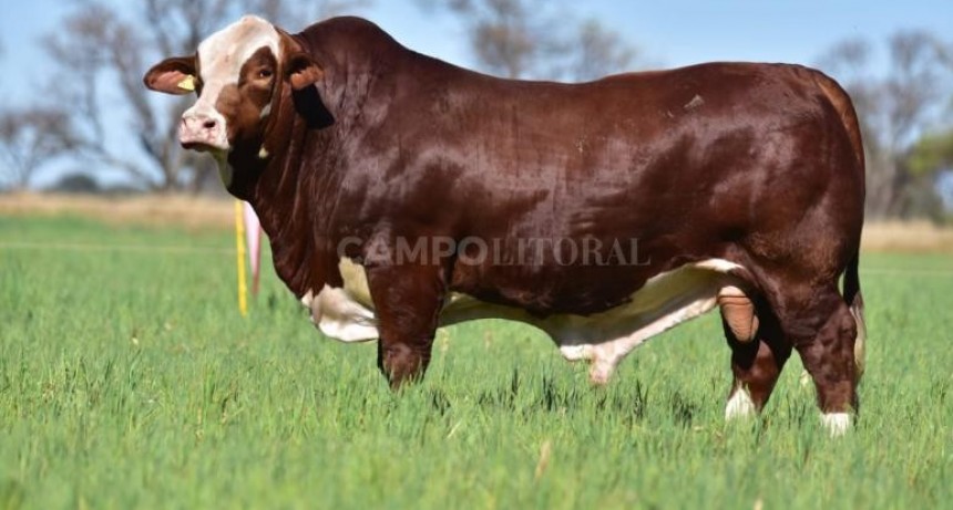  El Amargo subastó su mejor genética desde Tostado