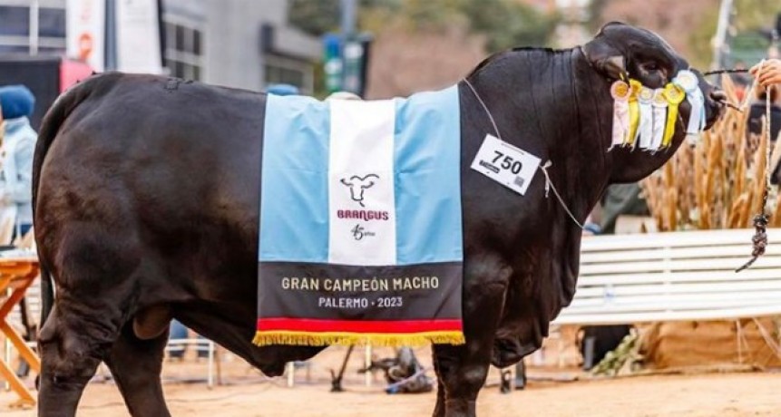 El Gran Campeón Macho Brangus en Palermo fue de “El Porvenir” de Orodá
