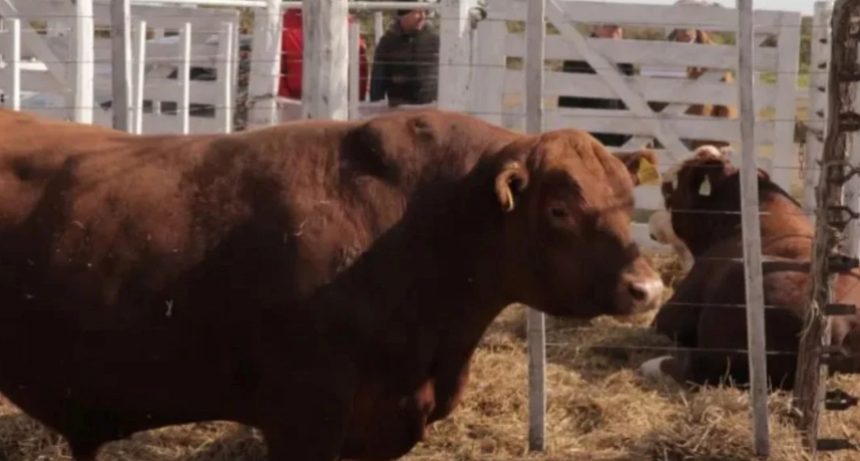 Este año los toros de las cabañas santafesinas tuvieron un retraso en su valoración en kilos de novillo