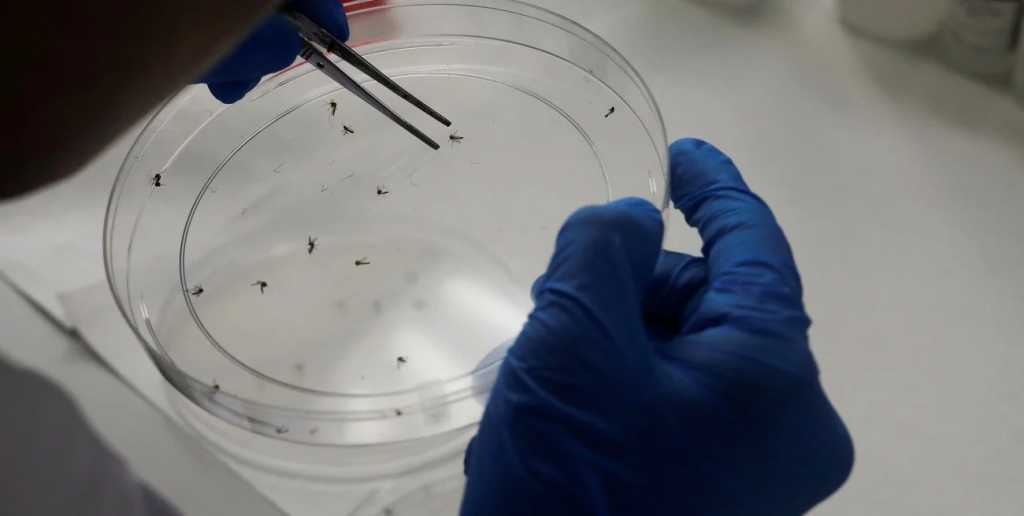 Dengue: recomiendan vacunarse en invierno para inmunizarse antes del verano