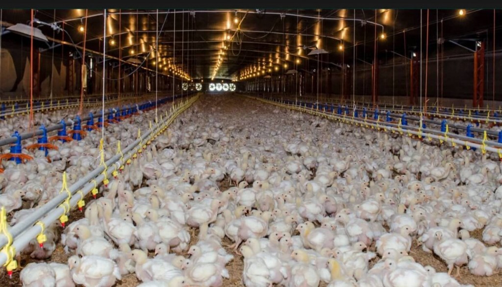 El “ciclo de vida” del pollo: la cadena avícola logró una medición clave para reducir su huella ambiental