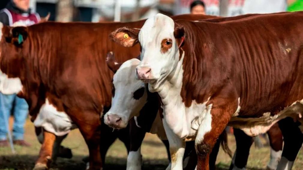 Santiago Productivo, una vidriera del campo para la ciudad