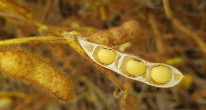 La rentabilidad de la soja en Argentina cae a niveles críticos y se amplían las zonas inviables para el cultivo