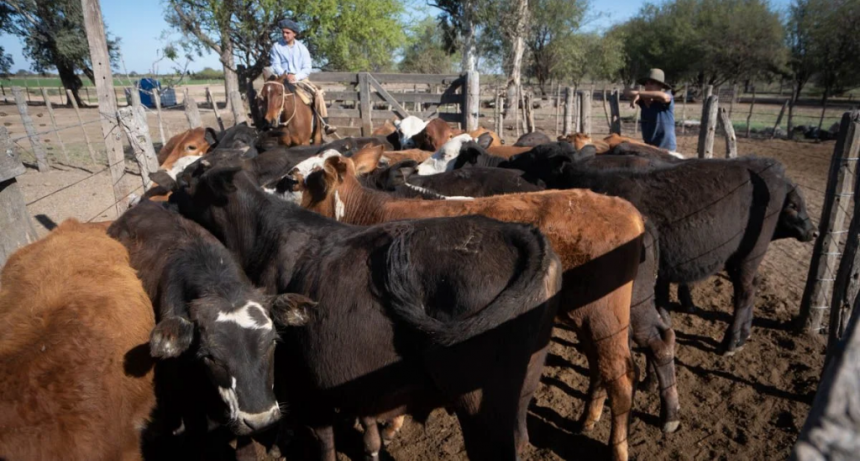 ¿Es la rebaja de retenciones el incentivo que necesita la ganadería para revertir la caída del rodeo?