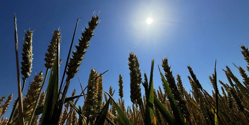 El trigo recupera ritmo de siembra y se mantienen las proyecciones para soja y ma&iacute;z