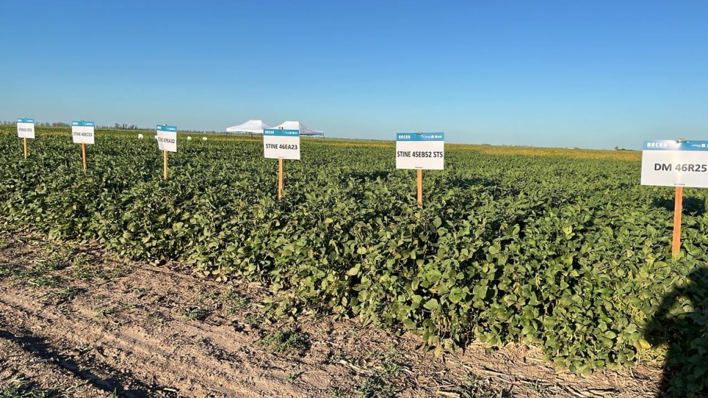 La soja dej&oacute; su marca: con techos de 5.900 kg/ha en zona n&uacute;cleo, &iquest;cu&aacute;les fueron los cultivares m&aacute;s rendidores?