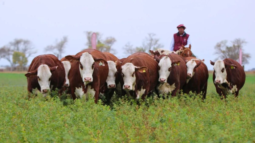 El Amargo prepara su gran remate anual: 160 reproductores, gen&eacute;tica de punta y transmisi&oacute;n en vivo