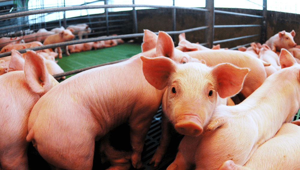 Mejora la rentabilidad: adem&aacute;s de la faena y el consumo r&eacute;cord, el cerdo suma buenas noticias en las granjas