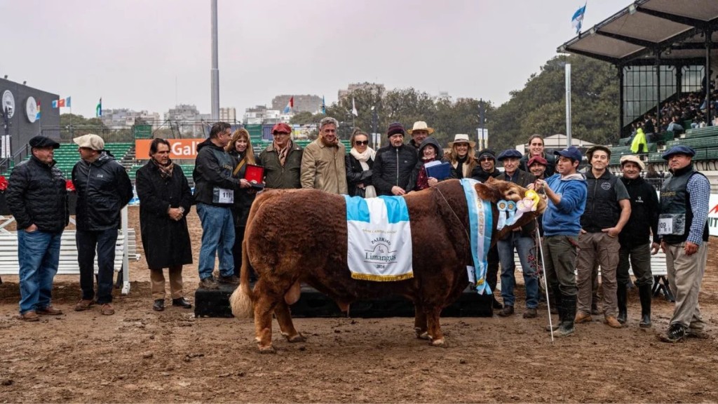 Limangus domin&oacute; Palermo: logr&oacute; la mejor res de la Expo y se destac&oacute; en las juras de reproductores