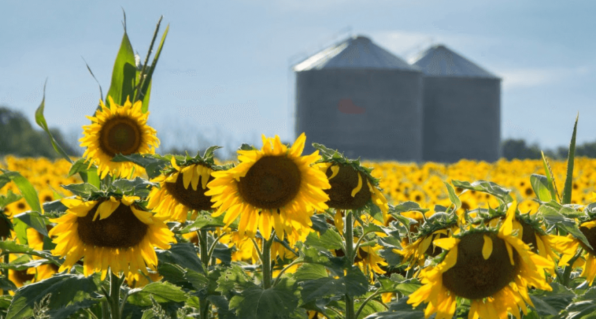 El girasol rompe el tablero: molienda hist&oacute;rica y exportaciones que crecen m&aacute;s del doble