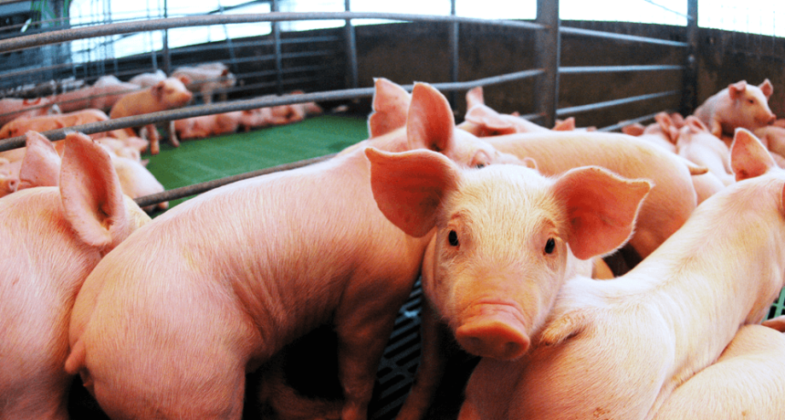 Mejora la rentabilidad: adem&aacute;s de la faena y el consumo r&eacute;cord, el cerdo suma buenas noticias en las granjas
