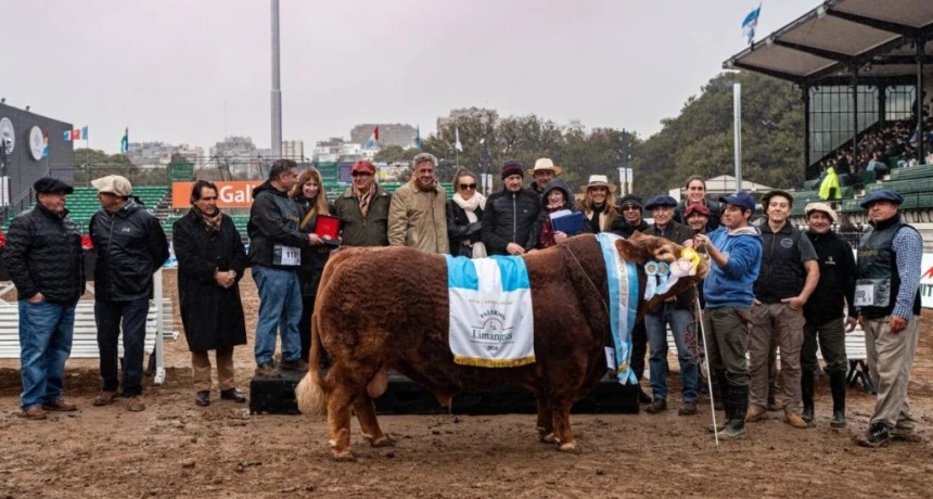 Limangus domin&oacute; Palermo: logr&oacute; la mejor res de la Expo y se destac&oacute; en las juras de reproductores