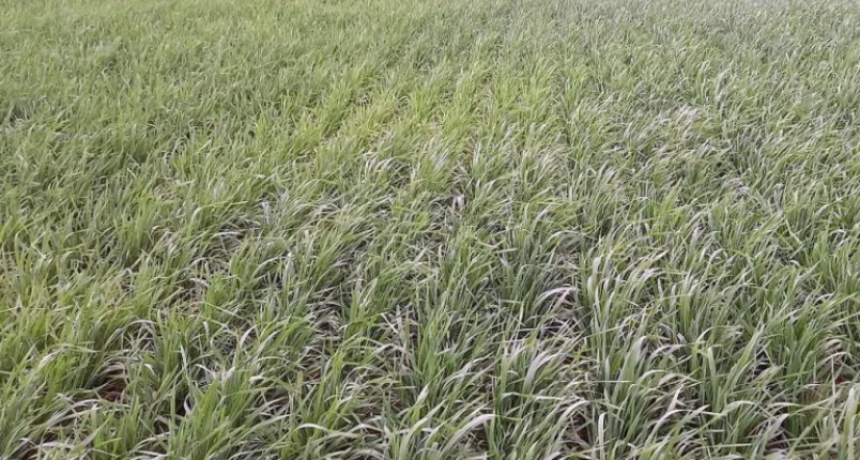 Concluyó la siembra de trigo y la poca agua caída hizo reaccionar al cultivo