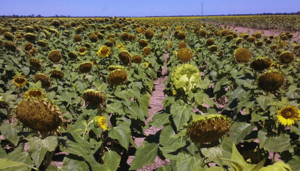Con ventaja económica sobre la soja, el girasol se consolida como una opción firme en la zona núcleo