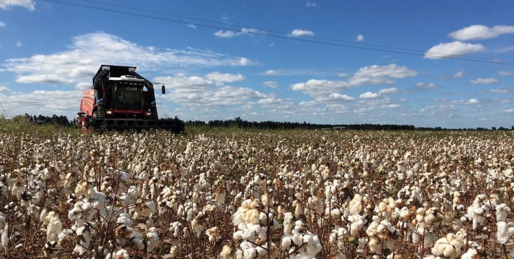 Lluvias impulsan la siembra de maíz y girasol, y cierran el ciclo del algodón