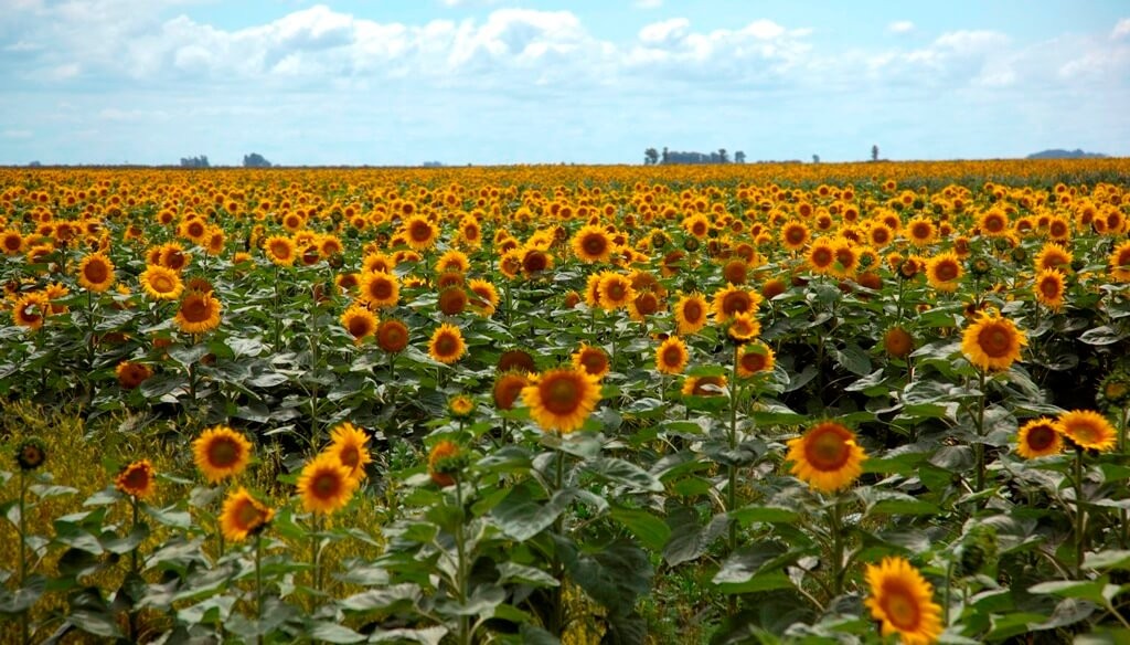 Medalla de oro para el girasol: en un año brillante, reluce también con récord de molienda