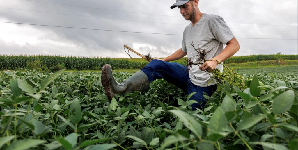 Radiografía del financiamiento bancario al sector agrícola