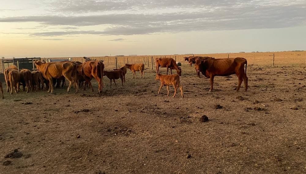 La suba de tasas le pone un manto de incertidumbre al repunte ganadero