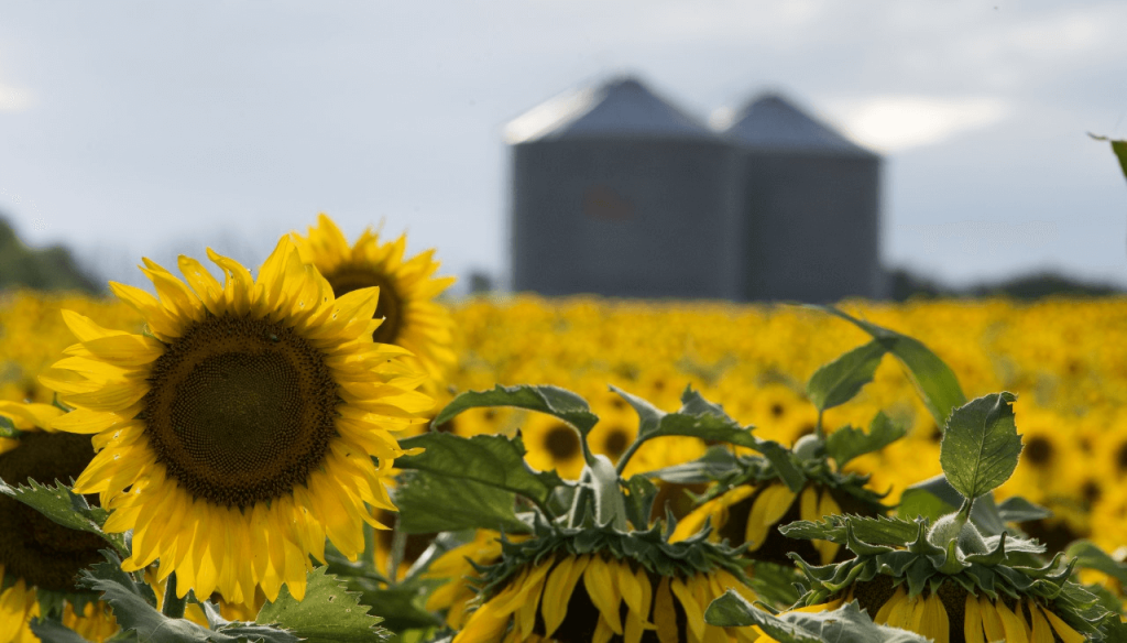 Comenz&oacute; la siembra de girasol y finaliza la de trigo, mientras el ma&iacute;z sigue empantanado y con miedo a la chicharrita