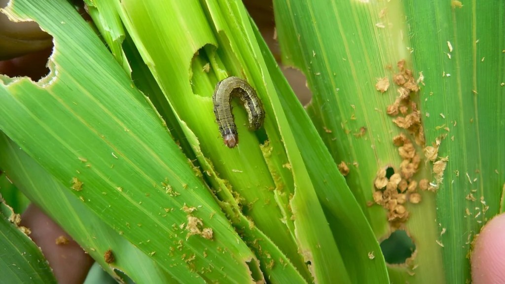 Bayer anticip&oacute; en Aapresid el lanzamiento de Vayego, su nuevo insecticida para el gusano cogollero del ma&iacute;z