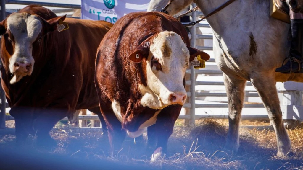 La carne gana terreno en la cuenca lechera: exitoso remate de la Uni&oacute;n Ganadera de Humberto 1&deg;